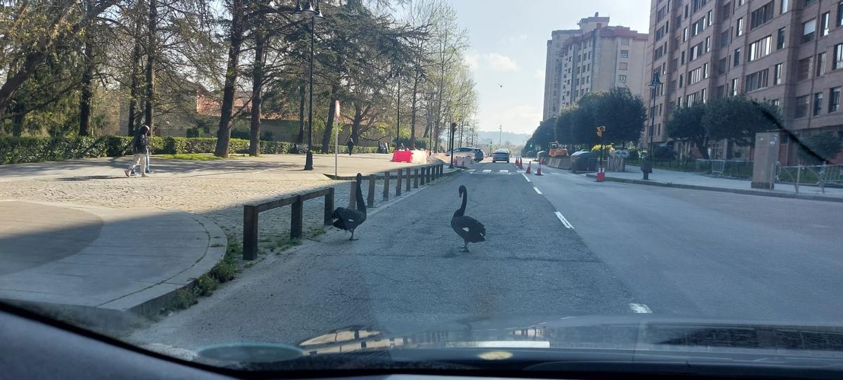 Los cisnes