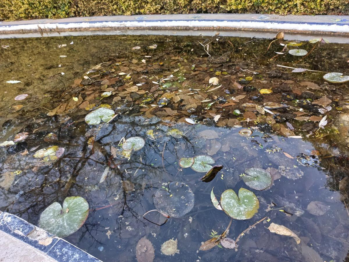 Agua estancada en el jardín del Palasiet.