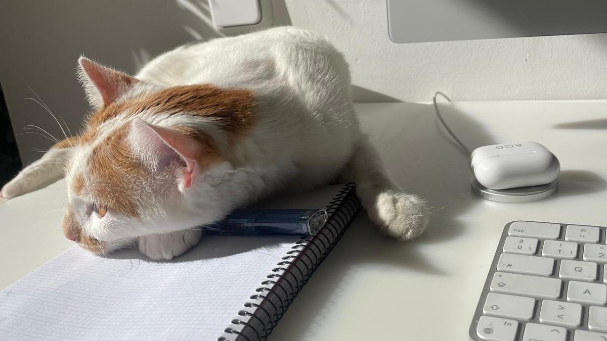 Un gato descansa sobre el escritorio de su dueño.