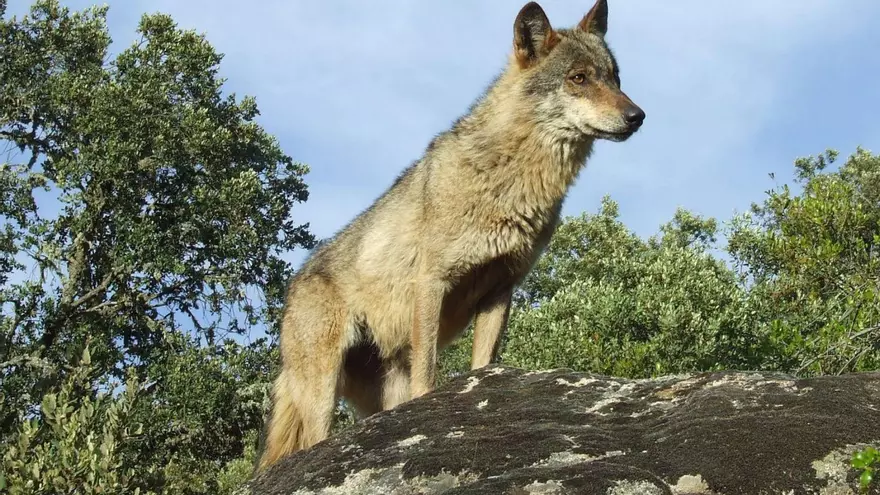 El cuento del lobo