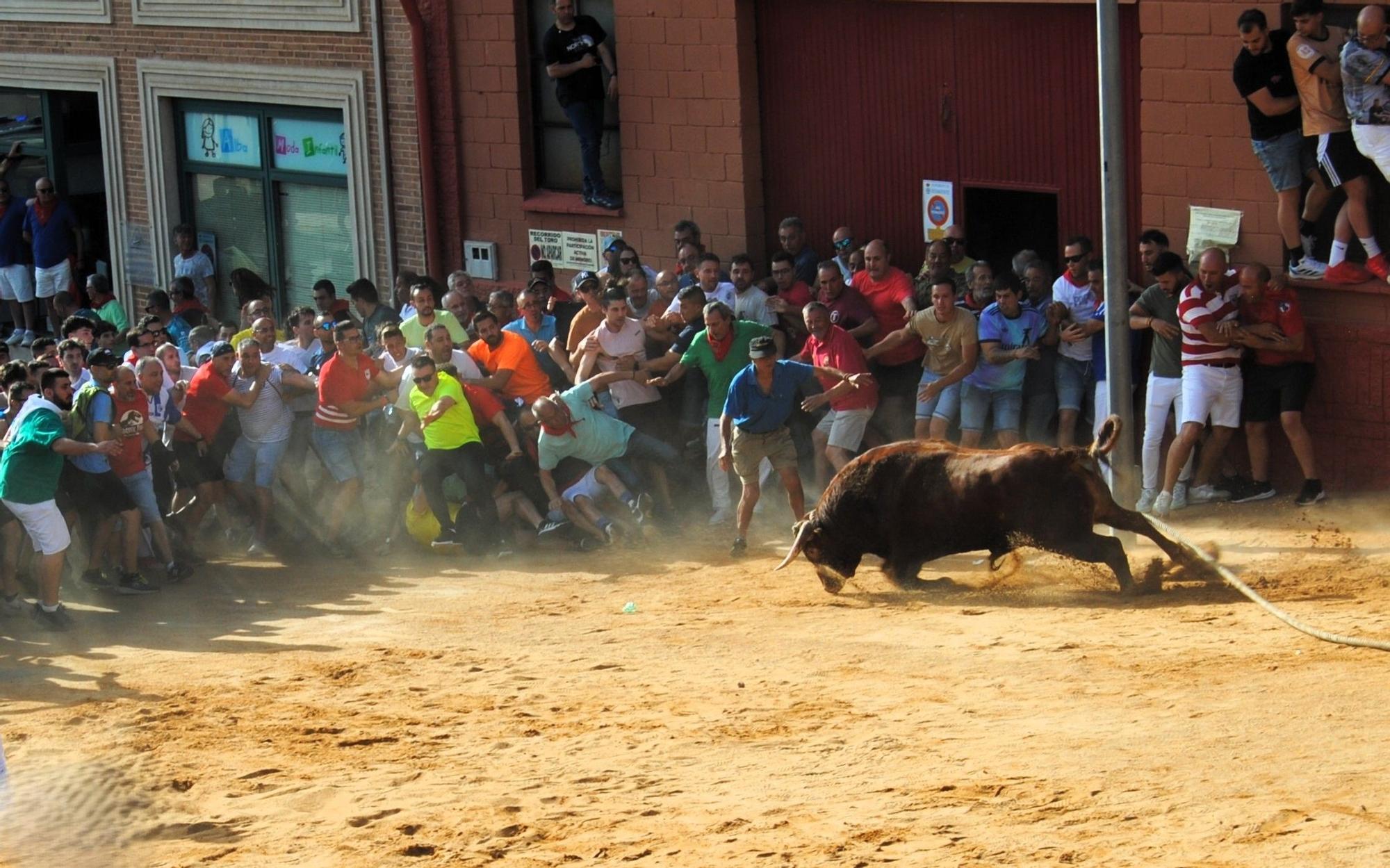 Así ha sido la carrera del torito Espléndido en Benavente
