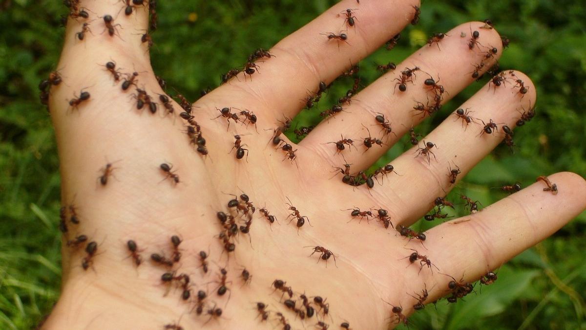 Una persona con la mano llena de hormigas.