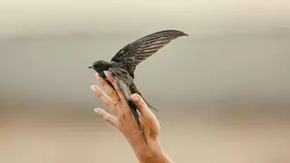 Monfragüe reúne a varios de los mejores fotógrafos de aves del mundo