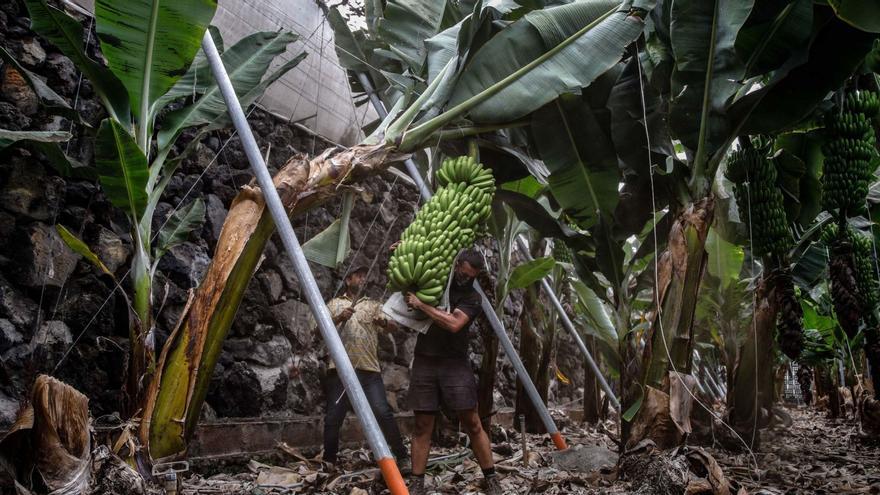 Bruselas considera «justificado» mantener las ayudas a los agricultores afectados por el volcán de La Palma