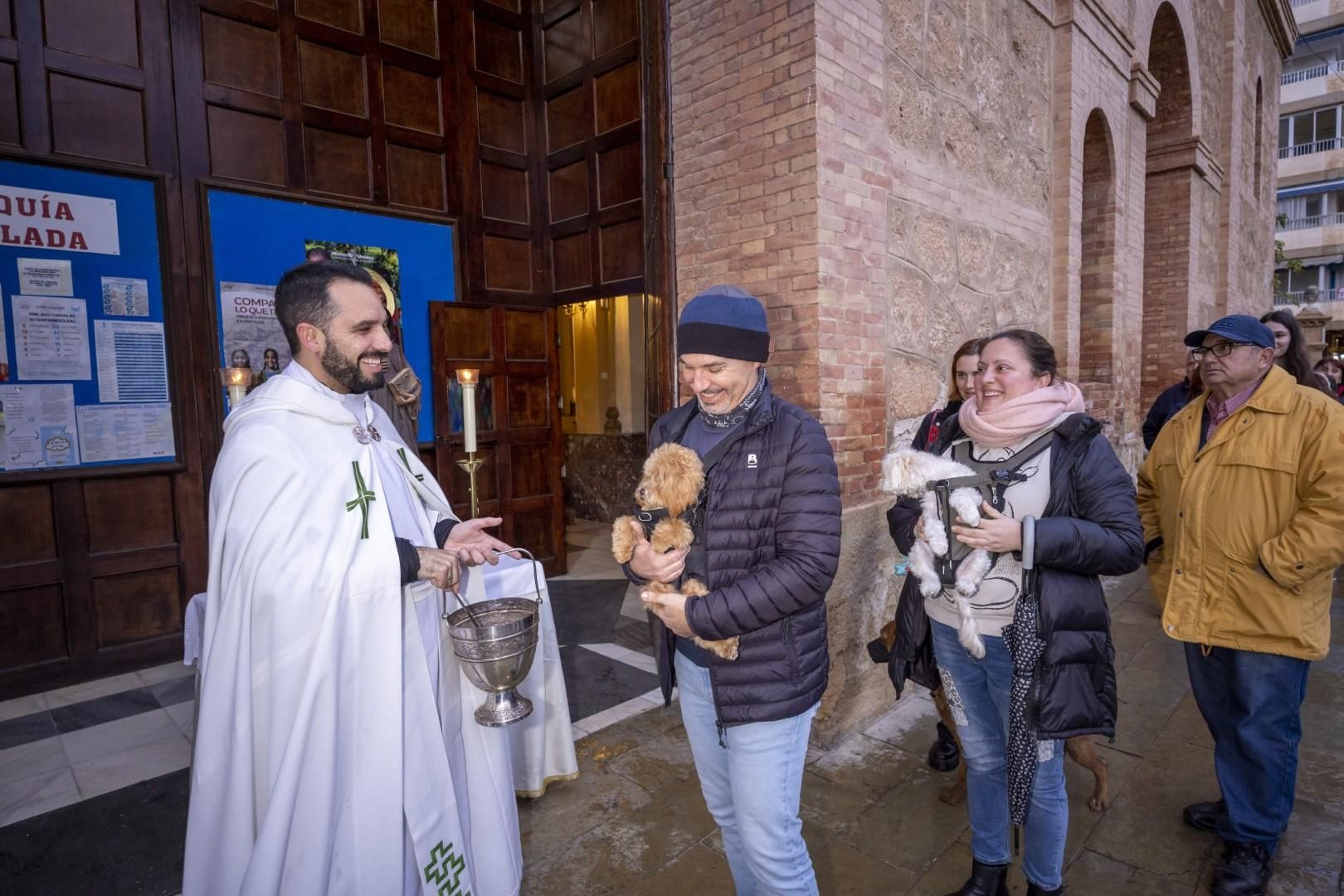 Bendición de animales por San Antón bajo una lluvia invernal en Torrevieja