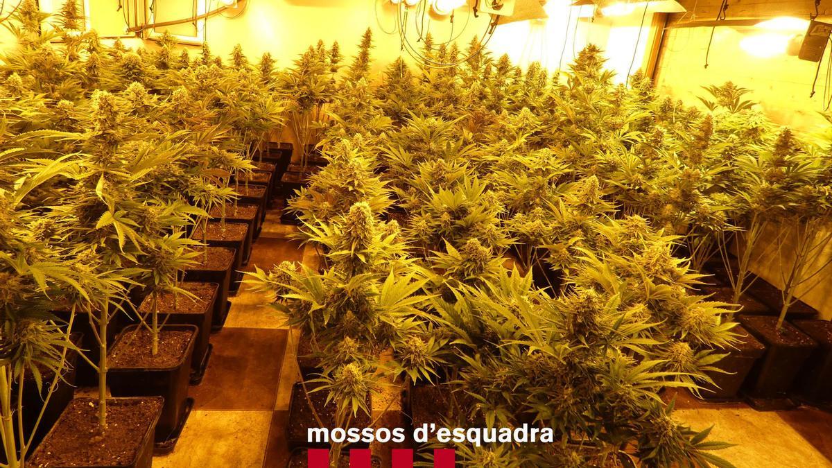 Una de les habitacions plenes de plantes de marihuana en ple període de floració que els Mossos d&#039;Esquadra han desmantellat en un domicili de Sant Feliu de Guíxols