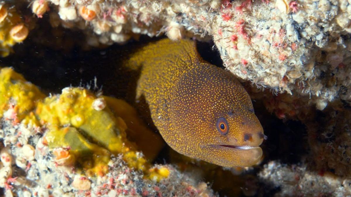 Una morena aparece en una cavidad de los fondos marinos de La Palma.