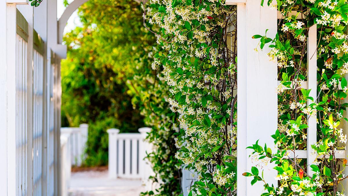JASMINUM AZORICUM | La planta de hoja perenne que ayuda a cubrir las  paredes exteriores feas o antiguas