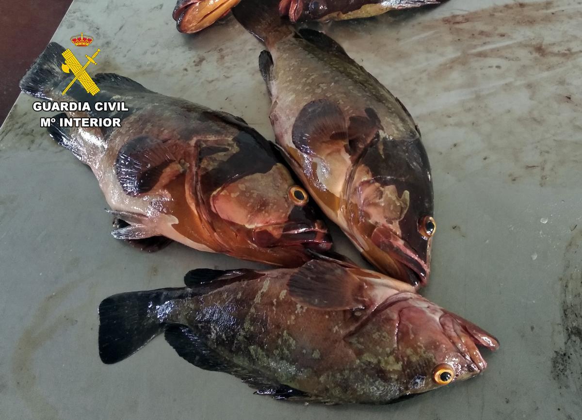 Pescados intervenidos.