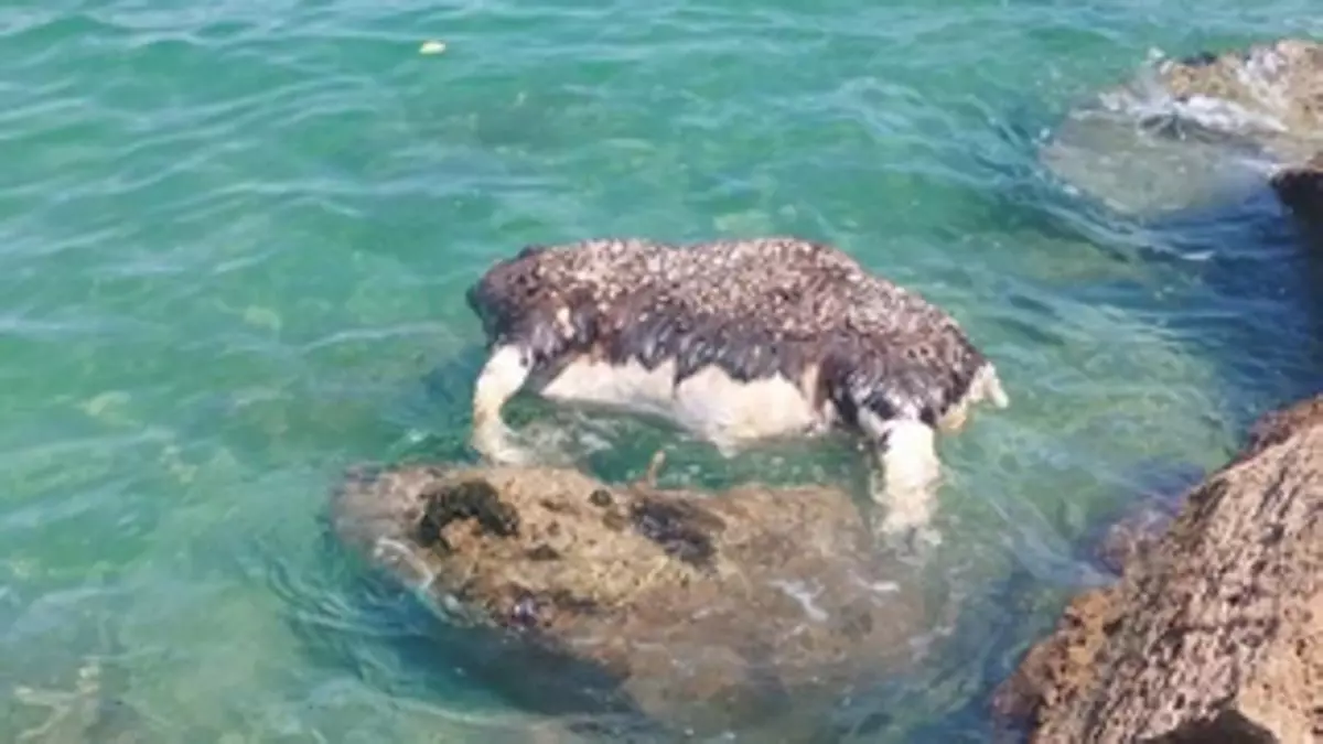 El misterio de las vacas muertas flotando en el mar Mediterráneo: tres casos en apenas un mes en Castellón y Alicante