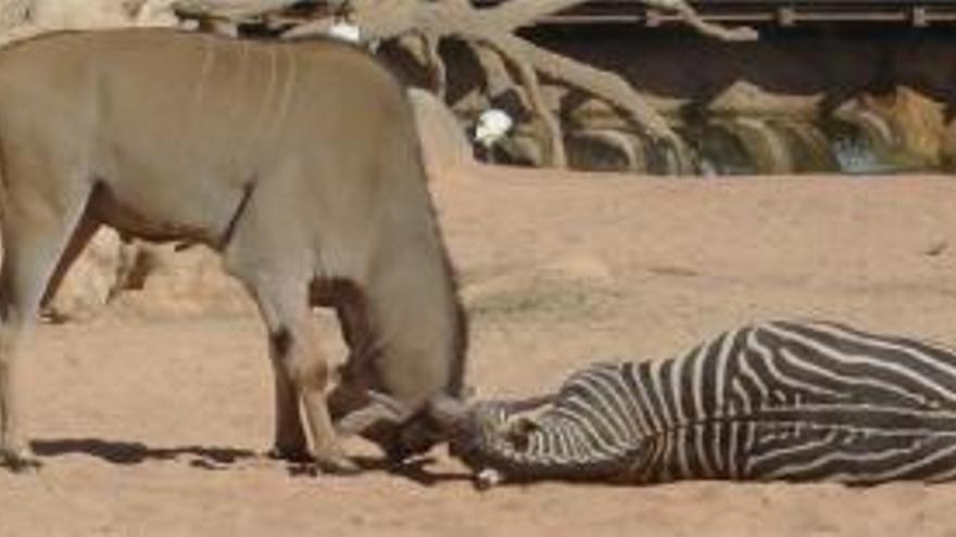 El antílope eland intenta con sus cuernos incorporar a la cebra instantes después de morir.