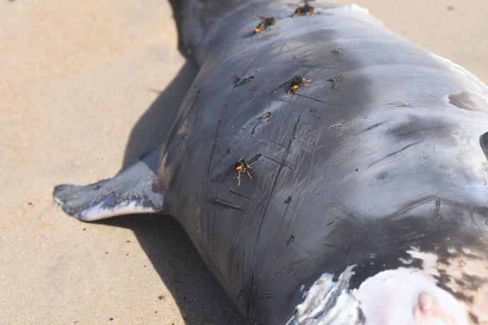 El mar arrastra a San Amaro a una cría de delfín