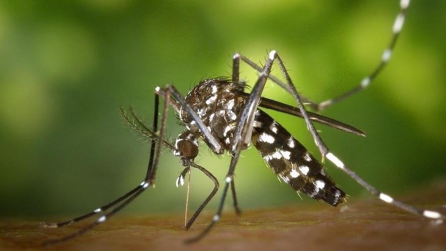 El mosquito tigre sale ganando con el cambio climático.