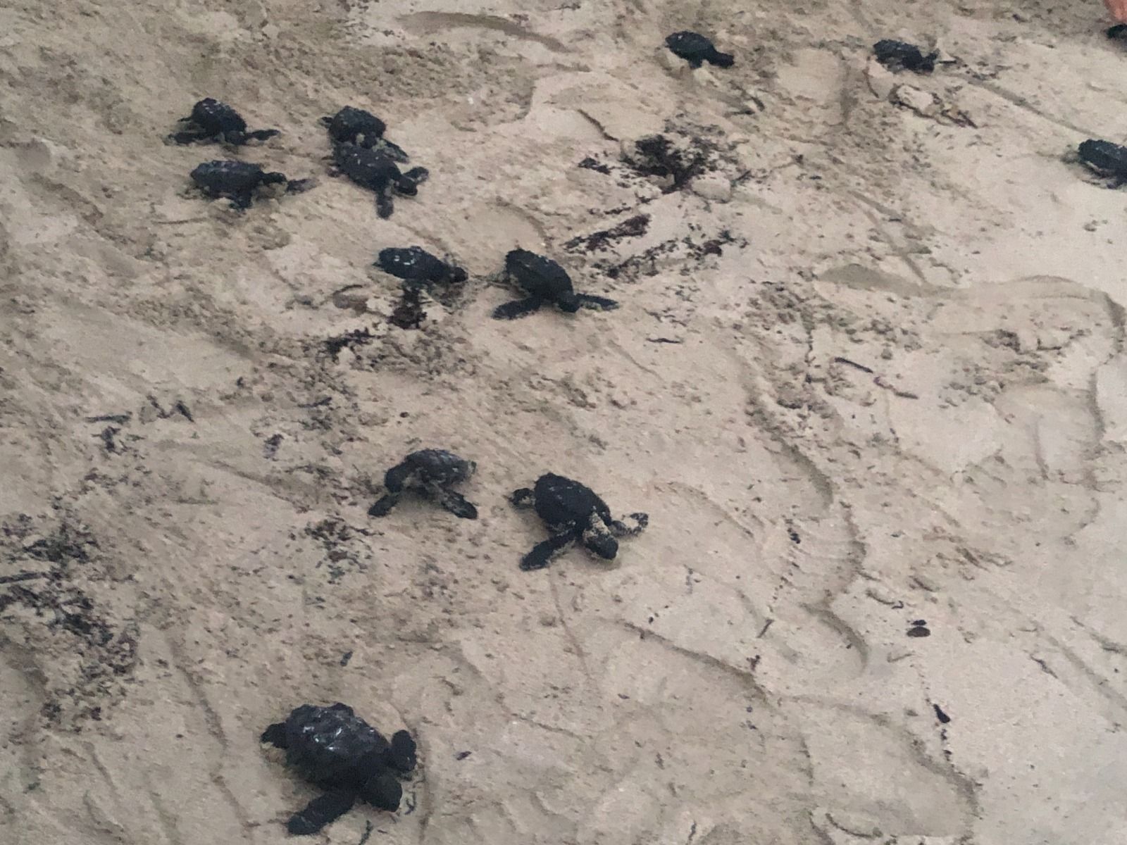 Cala Millor | El retorno de 19 tortugas marinas nacidas en la playa, en imágenes