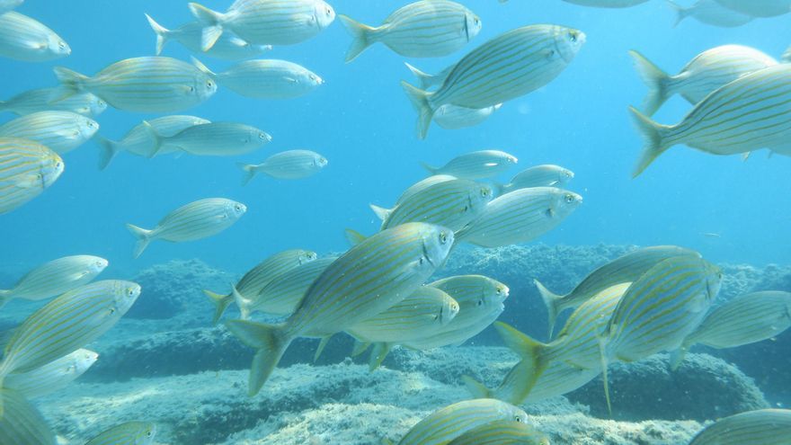 La mejor opción para hacer snorkel: la cala &quot;escondida&quot; bajo el Peñón de Ifach