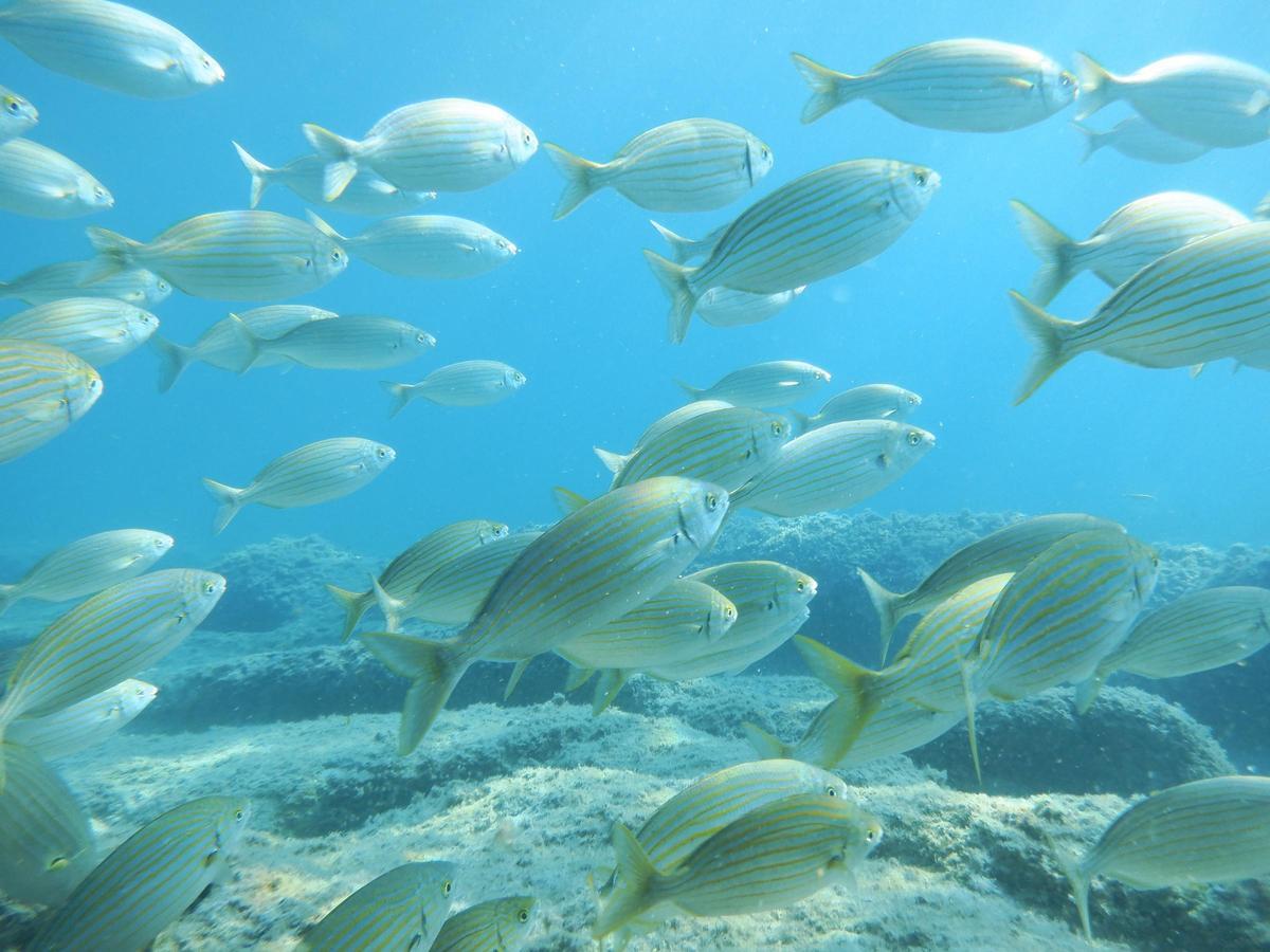 Imagen de peces en Les Bassetes.