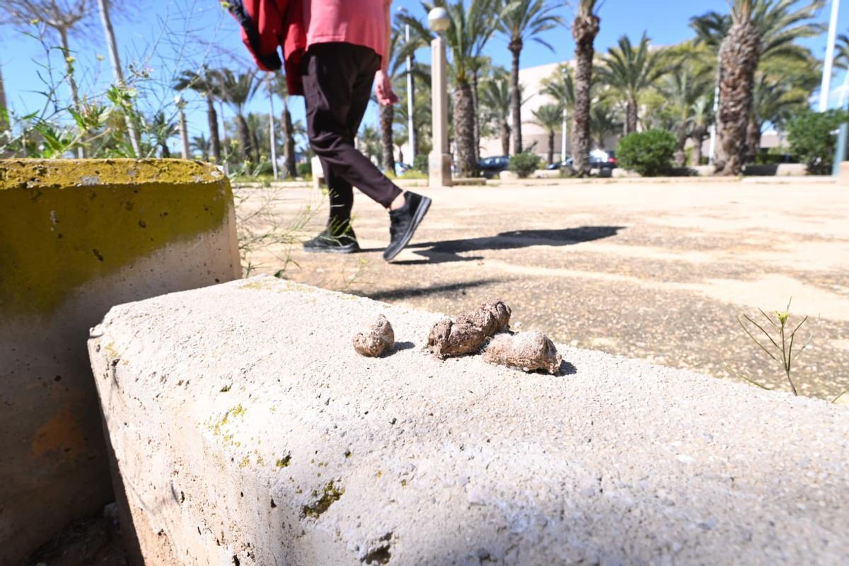 Cacas de perro y humedades visibles en el entorno cercano a la UMH de Elche