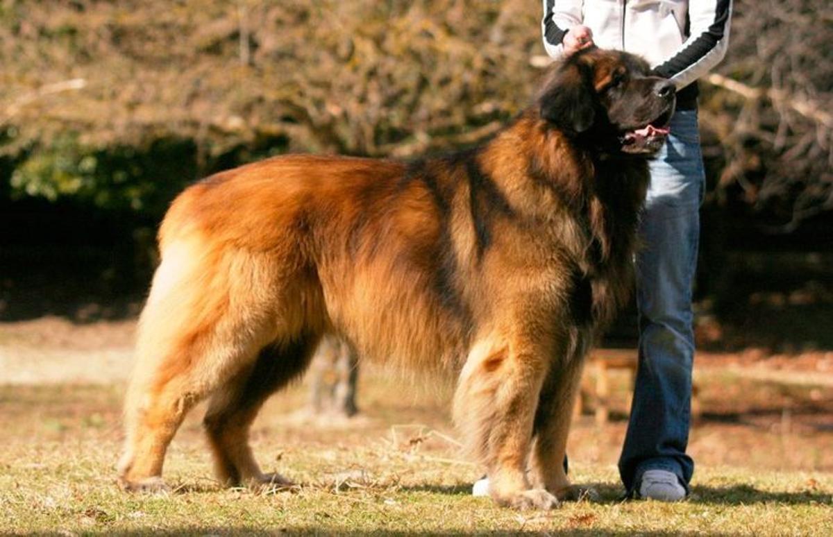 Top 4. Raza de perro Leonberger