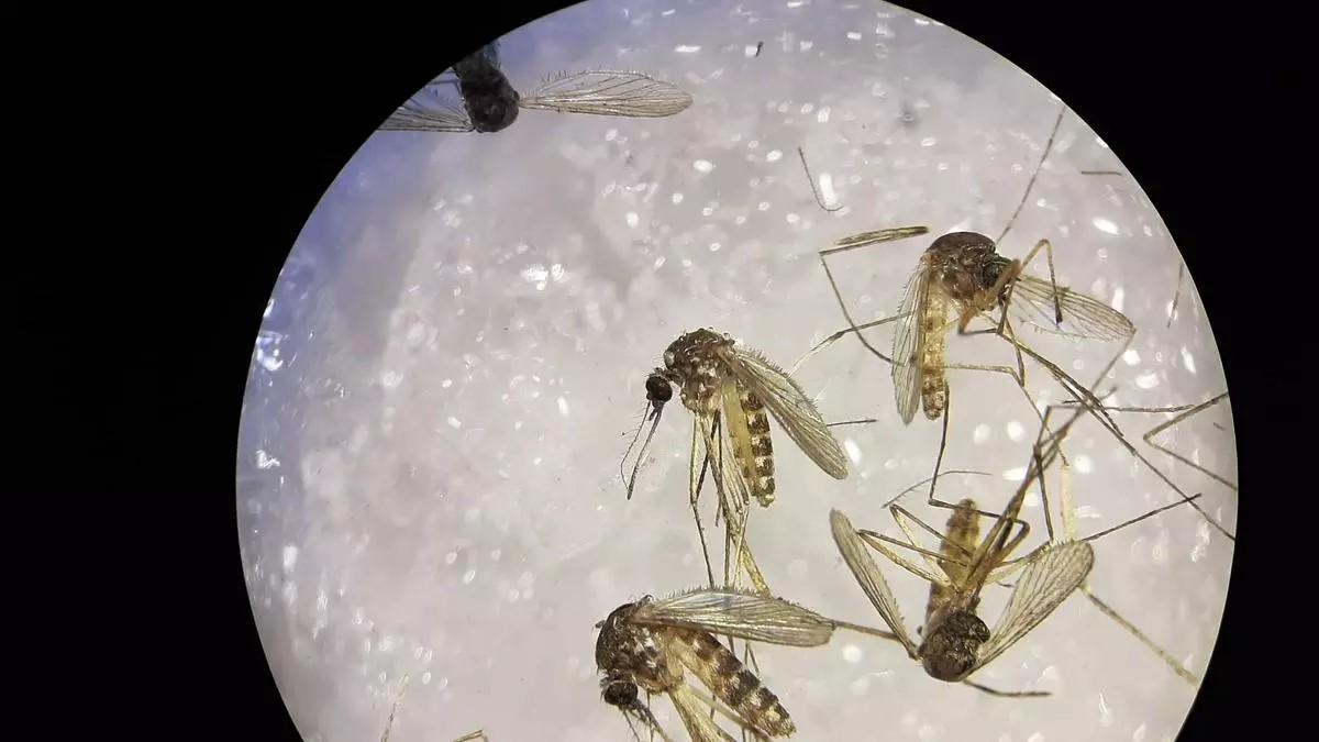 Usutu-Virus-Blutbank-auf-Mallorca-weist-ersten-Fall-einer-Infektion-in-Spanien-nach