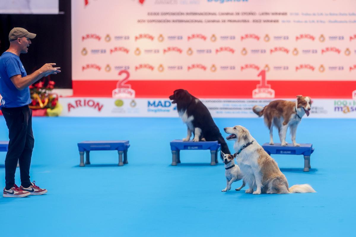 Mad Dog Show: fiebre por los perros en Madrid