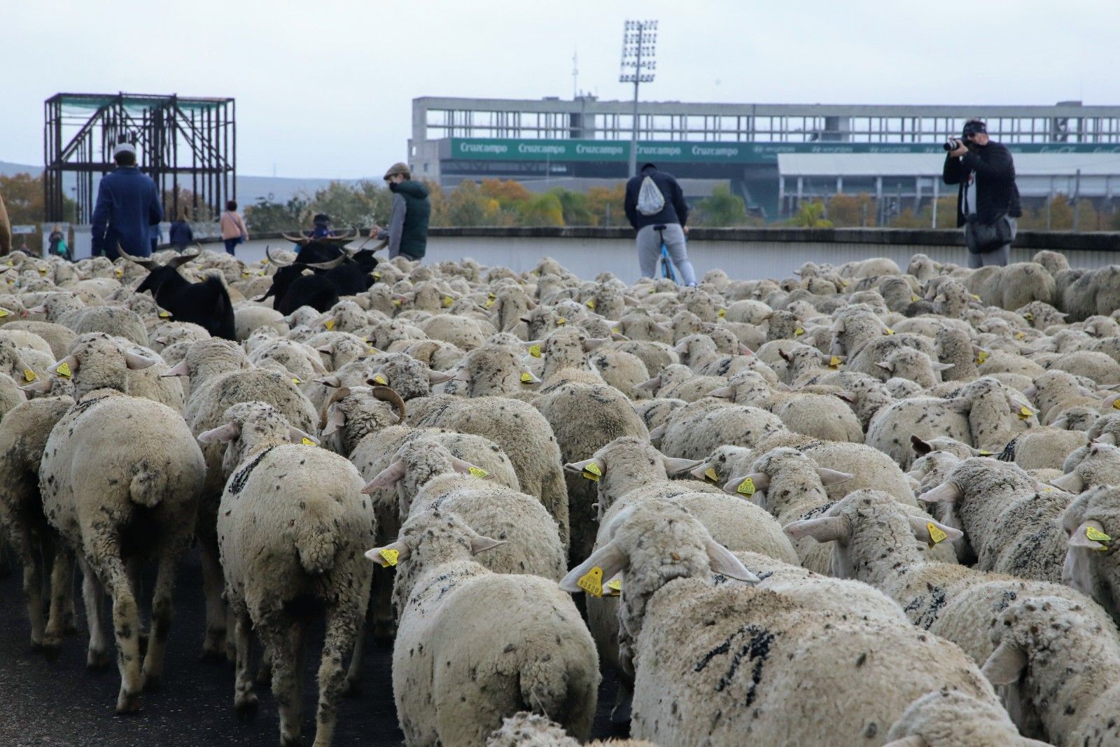 Cientos de ovejas de la ganadería Las Albaidas cruzan Córdoba