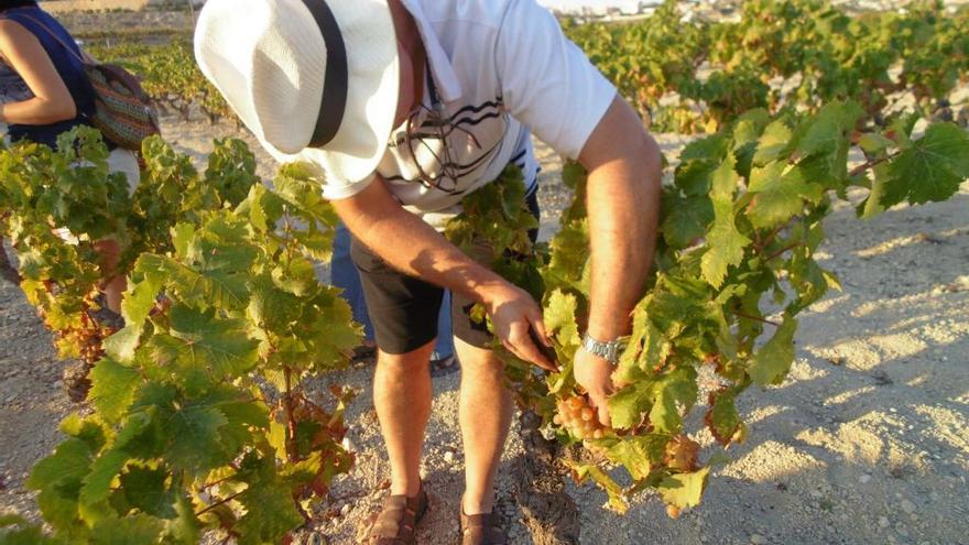 Una viña de uva moscatel de Teulada.