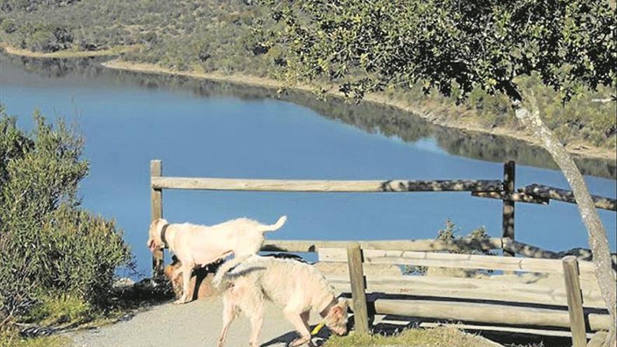 Cómo los parques caninos están siendo temas de controversia en