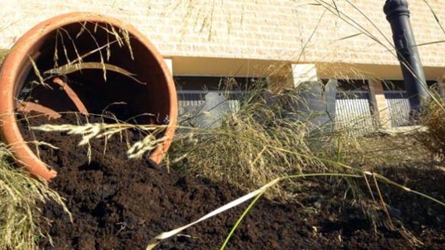 Algunas de las macetas donde cultivaban las plantas.