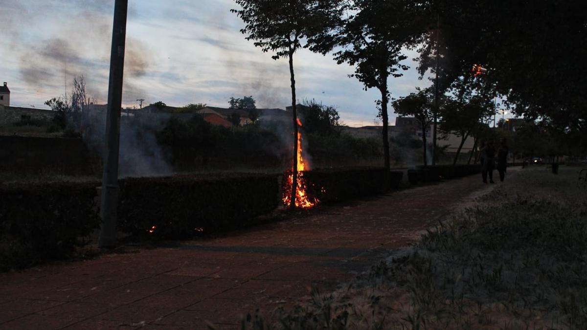 Los árboles ardiendo en el paseo de la calle Entrepuentes.