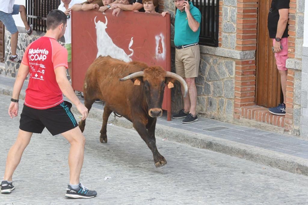 Fotogalería / Encierro de las vacas de El Viso