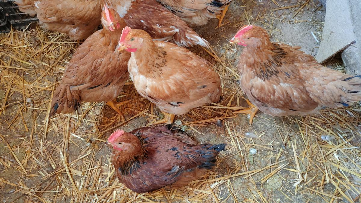 Grup de gallines esperant per sortir a l’era, Cardona.