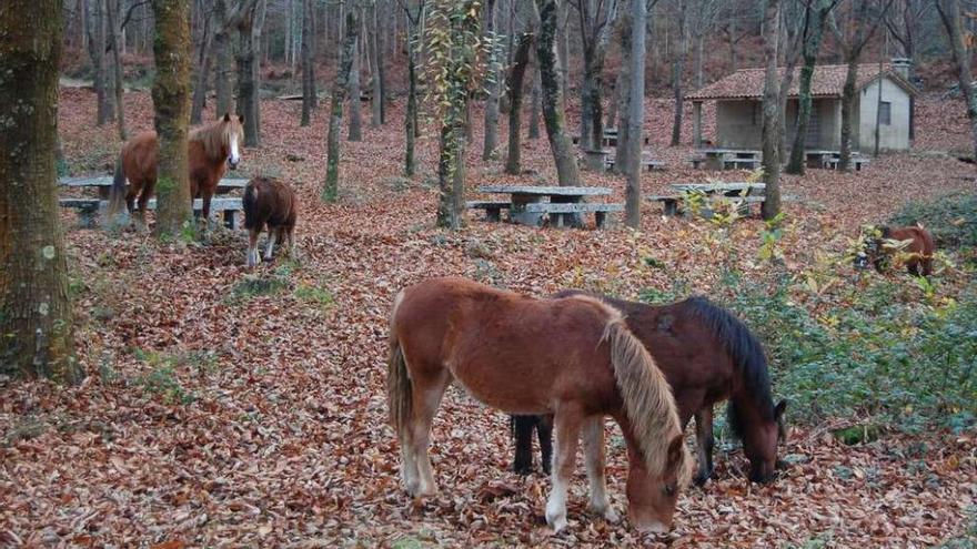 Unos caballos pacen en el área recreativa de Poza da Lagoa, en el límite entre Trasmañó y Cedeira. // Faro