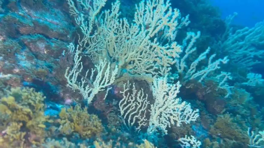 El jardín de coral único en el mundo que está en Canarias