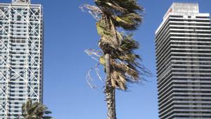 El Govern opta per territorialitzar els avisos davant la borrasca Oriana