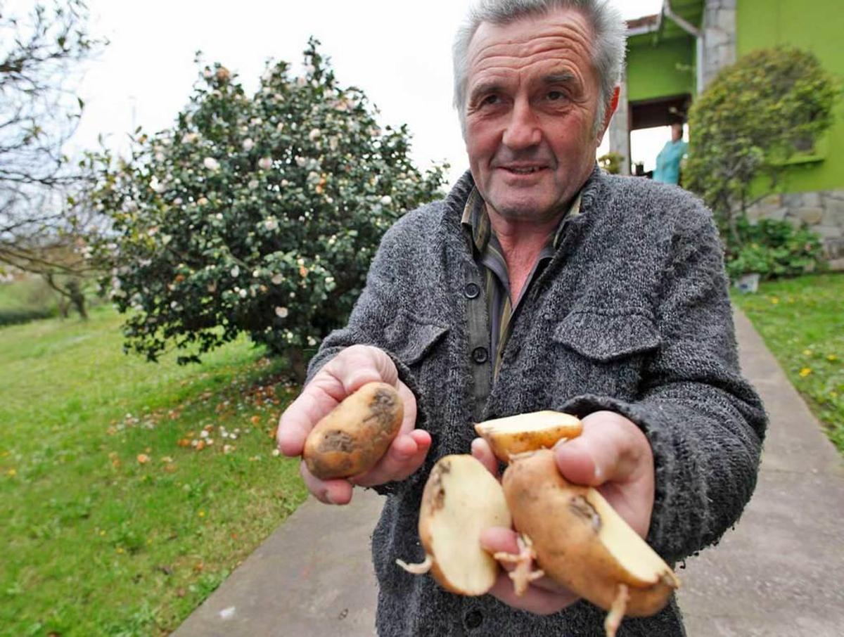 Plaga de patata en Asturias: irrumpe en Gijón y pone en alerta el área central