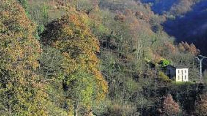 Masa forestal en el valle de La Güeria.