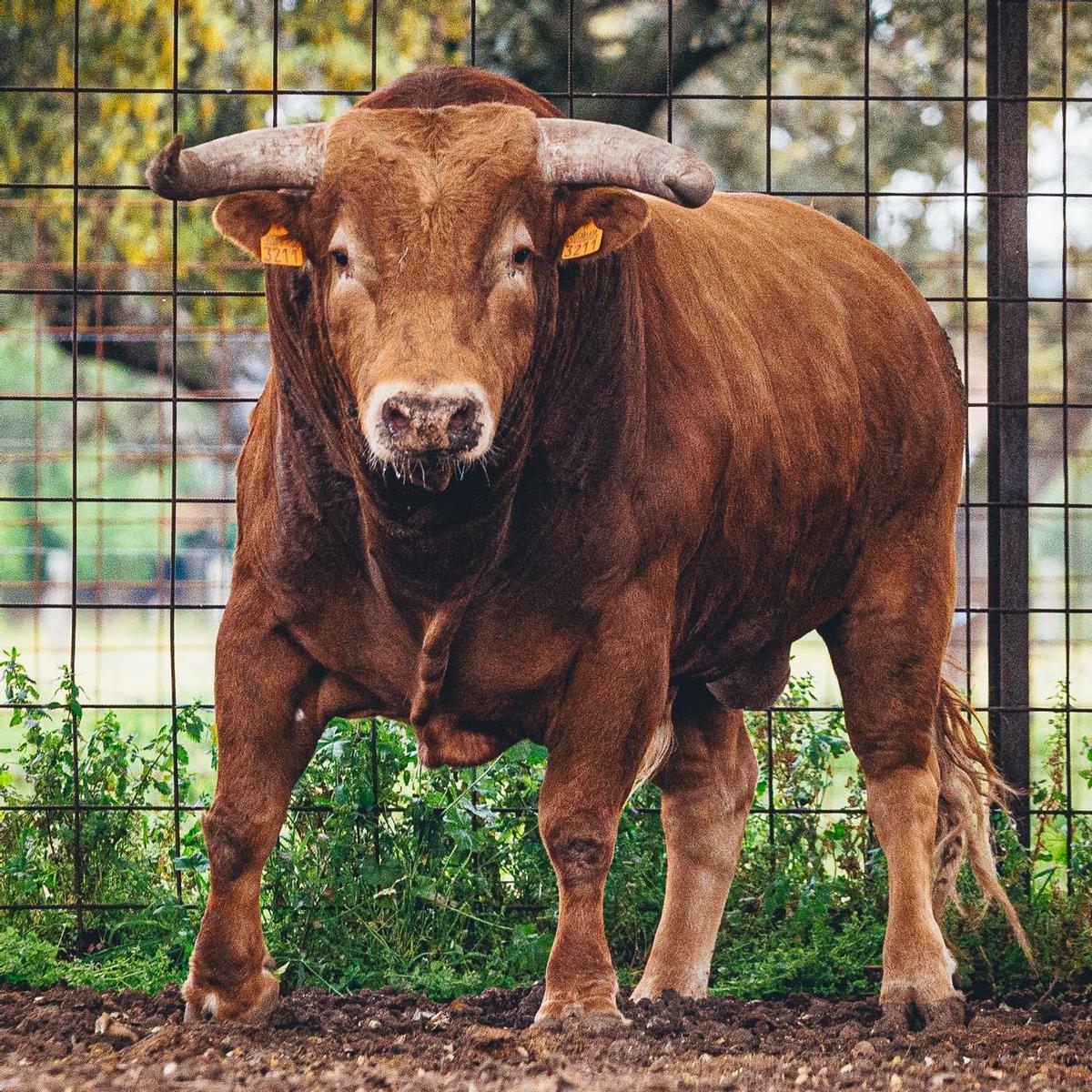 «Barbazul» es el astado que protagonizará el «Toro del Corpus».