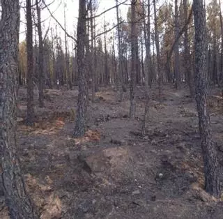 Incendio en Sierra de La Culebra: “Los pinos son una bomba de relojería”