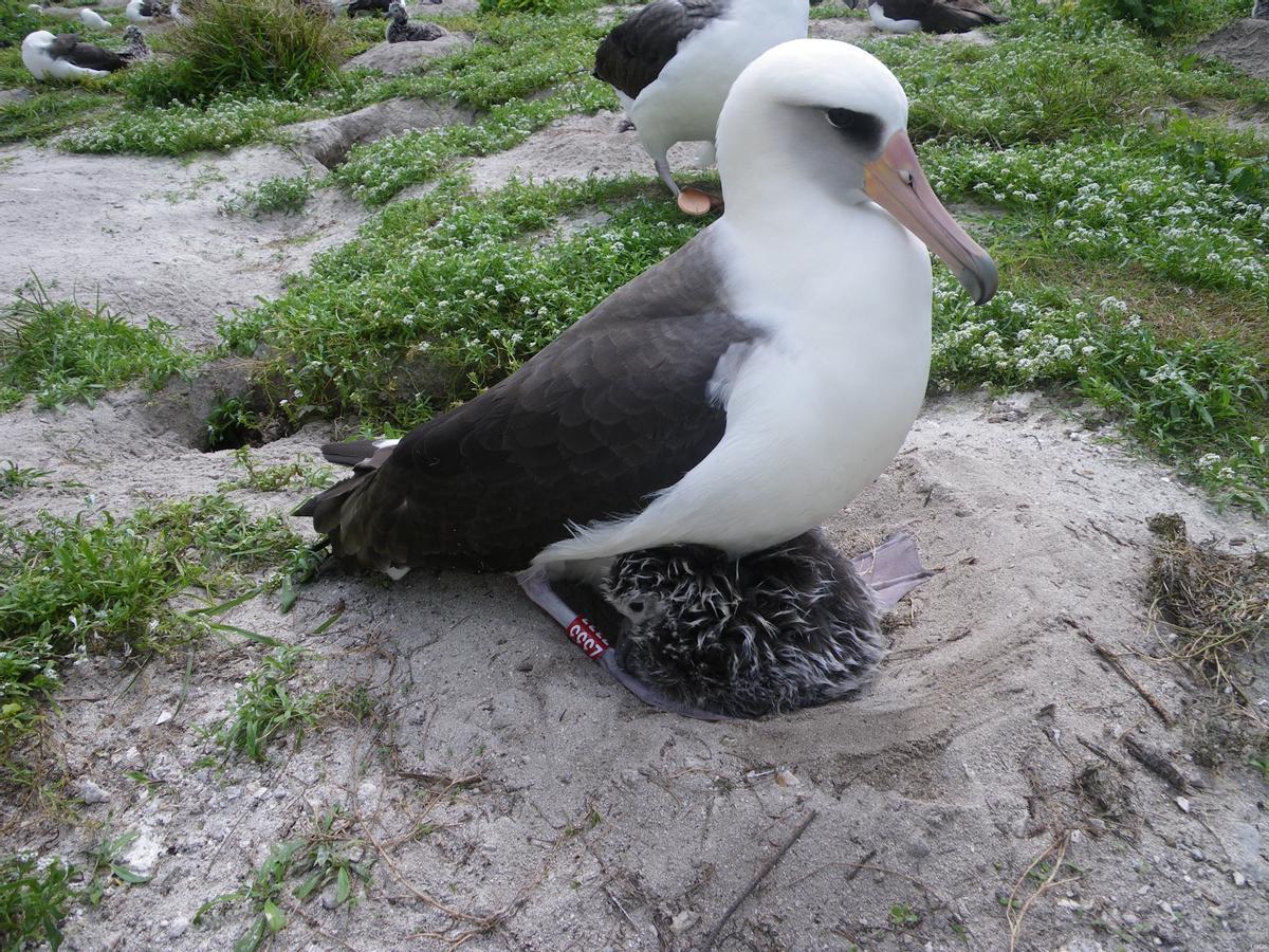 El albatros de Laysan &quot;Wisdom&quot;, con al menos 60 años, es el ave salvaje más vieja conocida en Estados Unidos, con su polluelo recién nacido.