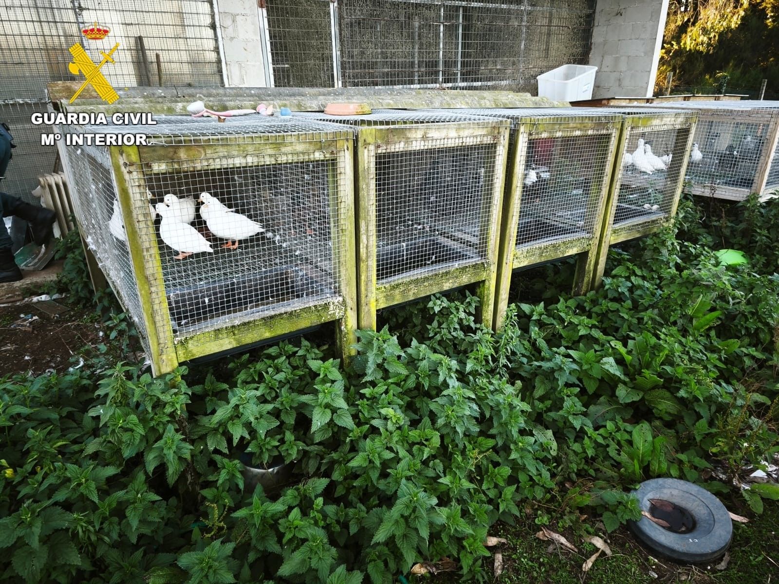 Desmantelado en Ordes el «criadero de los horrores»: más de 200 animales muertos y desnutridos