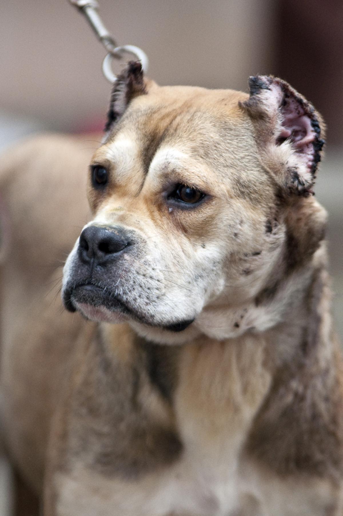 Alano español: una de las razas de perros de caza de España más popualres
