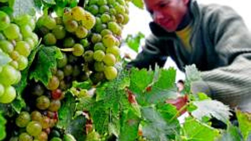 UPA-UCE exige que este año se duplique el precio de la uva