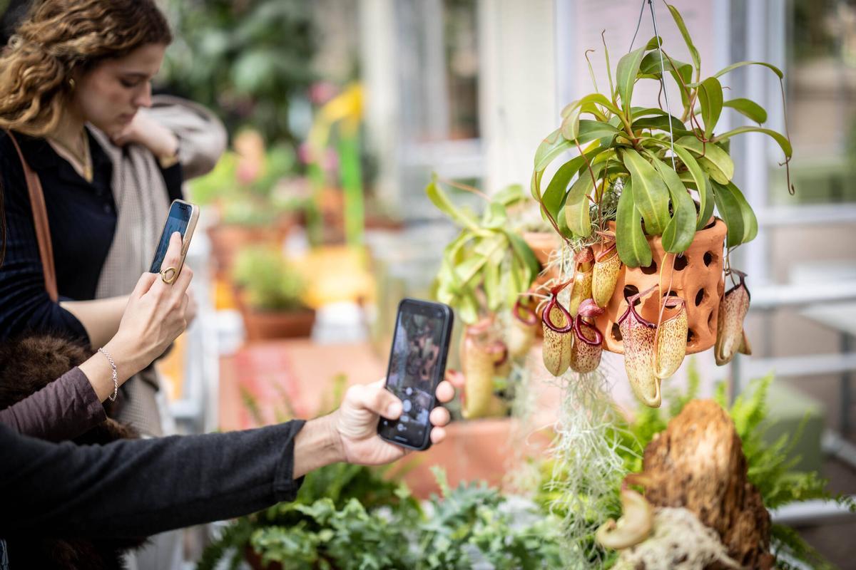 Visitantes de la expo fotografían ejemplares de 'Nepenthes', una de las variedades de flores carnívoras que estudió Darwin.