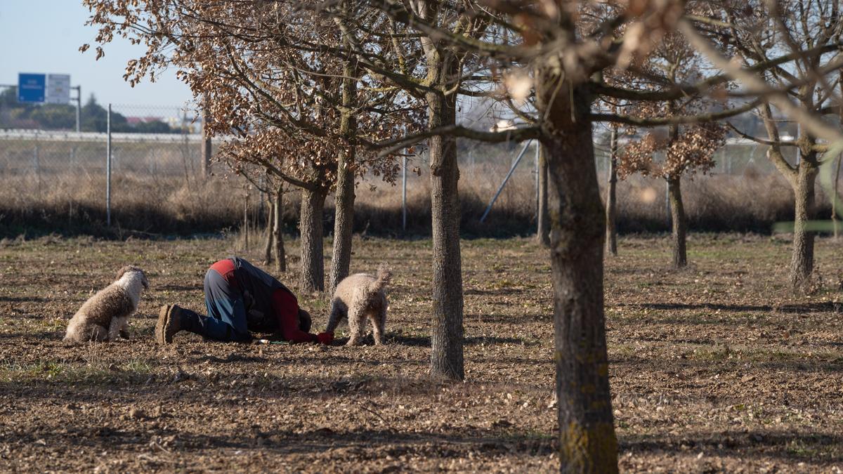 Cultivo de trufa negra en Zamora