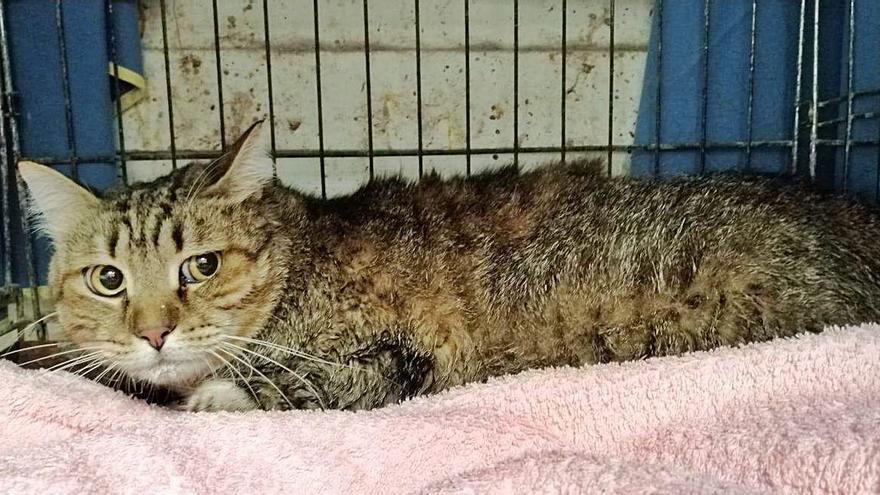 «Hércules», uno de los gatos que fue abandonado dentro de un minúsculo transportín.