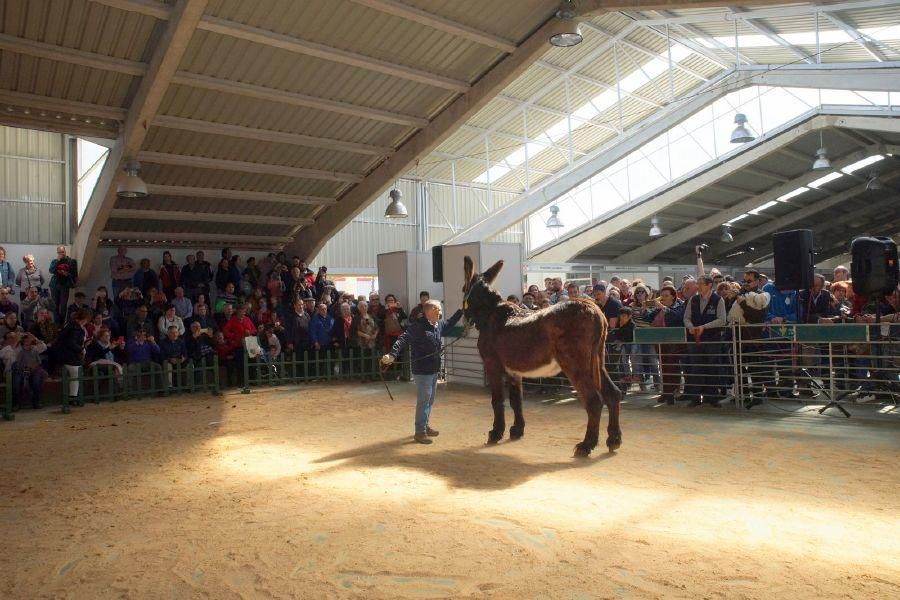 Feria del burro en San Vitero y romería