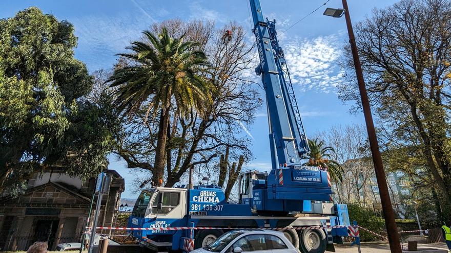 Una poda de altura sorprende a los vecinos de Orillamar