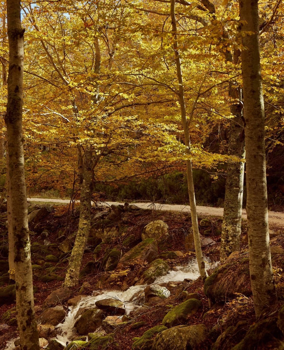 El bosque soriano servirá de emplazamiento para el proyecto ambiental.