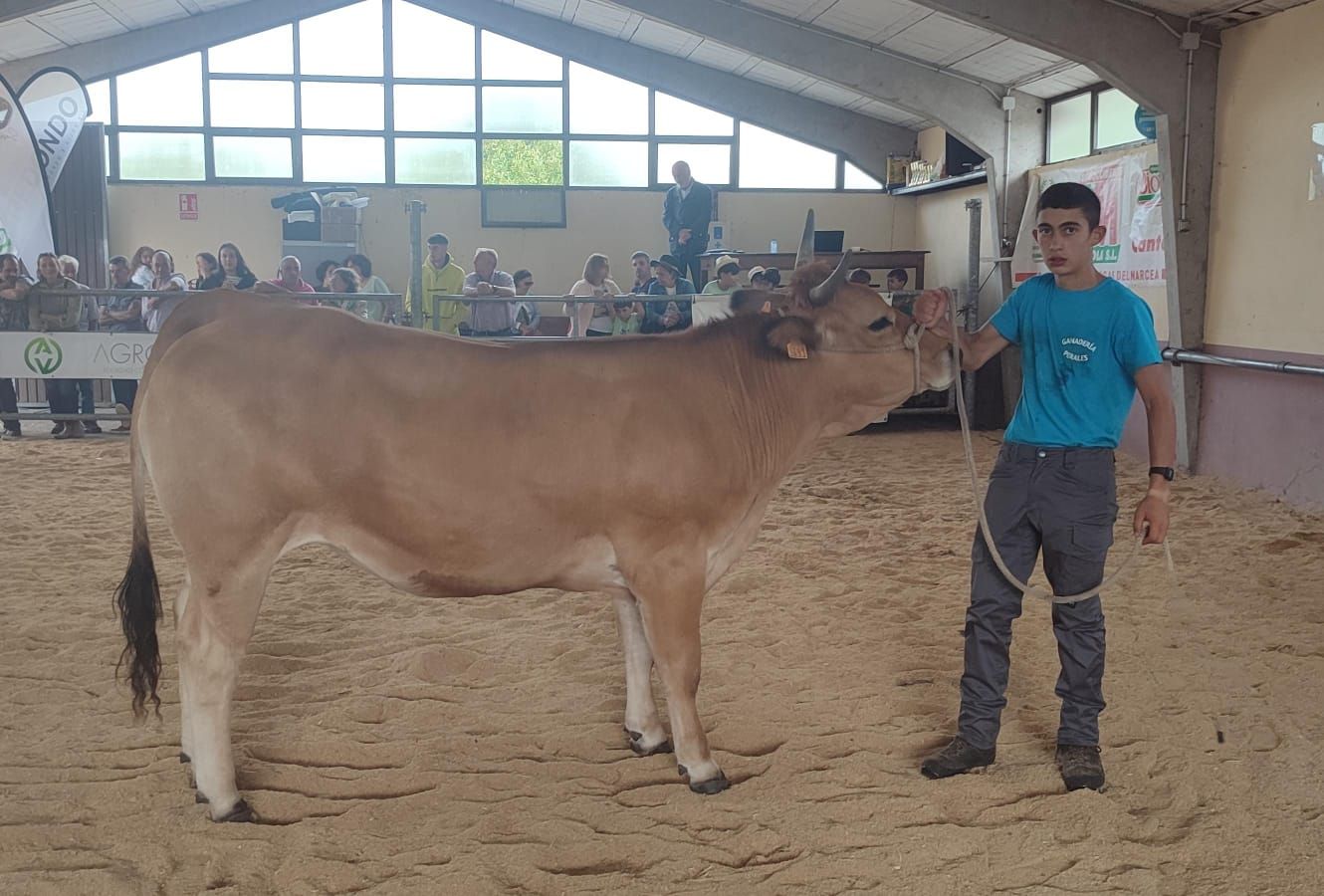 En imágenes: Las reses premiados en el concurso de Asturiana de los Valles de San Martín de Oscos