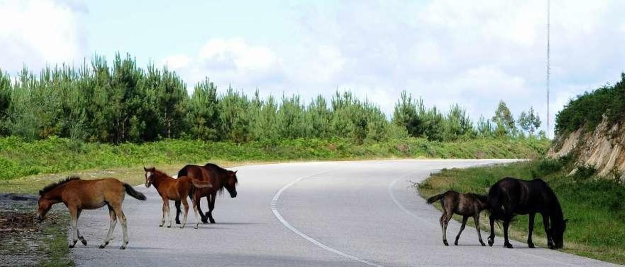 Caballos mostrencos en el monte Castrove, en una imagen de archivo. // Iñaki Abella